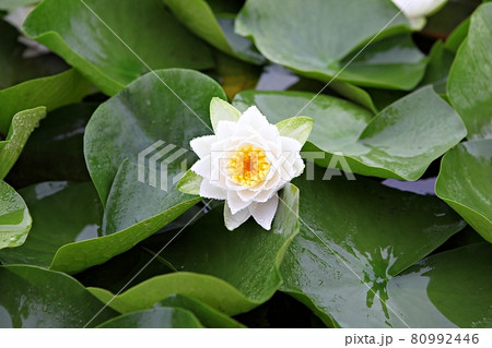花 葉 蓮 80992446