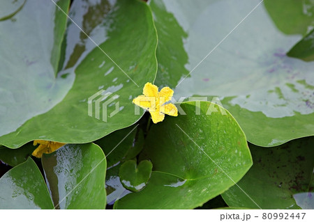 花びら 軟化 花 80992447