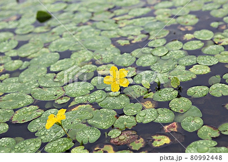 花 葉 蓮 80992448