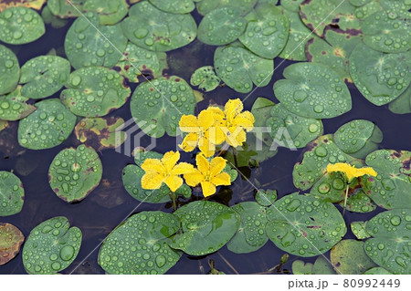 花 葉 蓮 80992449