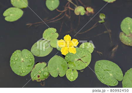 花びら 軟化 花 80992450