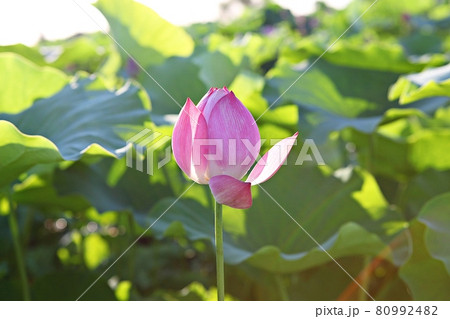 花びら 軟化 花 80992482