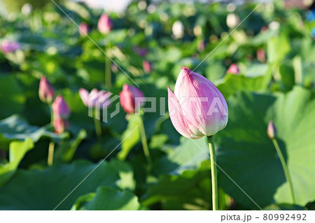 花 蓮 修練 80992492