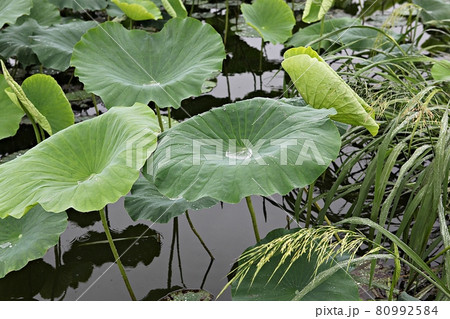 葉 蓮 花 80992584