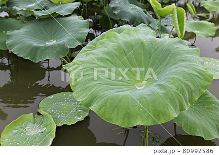 葉 蓮 花 80992586