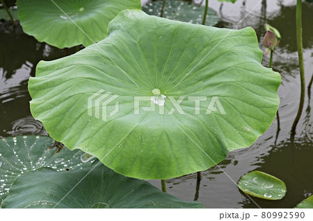 葉 蓮 花 80992590