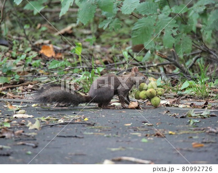 エゾリス 80992726