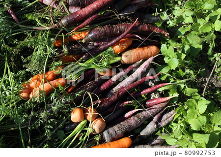 Carrots and unusual violet carrots harvest 80992753