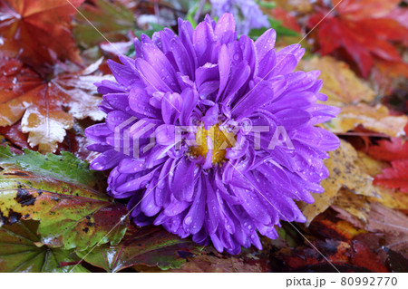 Chrysanthemums and autumn maple leaves background 80992770