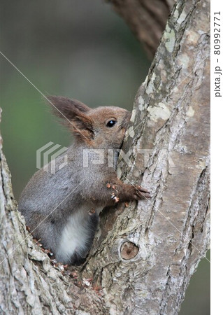 エゾリス エゾリス 80992771