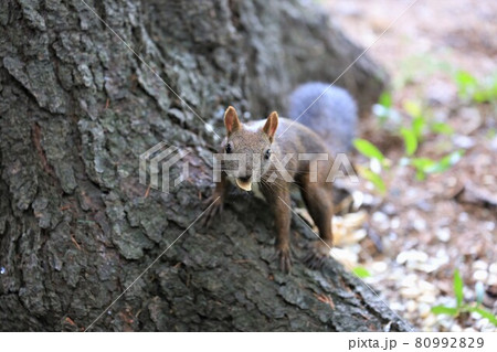 エゾリス 80992829