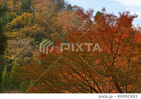 【京都府 琴滝と紅葉】 秋の景観 京都府船井郡京丹波町 秋イメージ 【京都府 琴滝と紅葉】 秋の景観 京都府船井郡京丹波町 秋イメージ 80992893