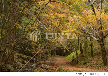 【京都府　琴滝と紅葉】　秋の景観　京都府船井郡京丹波町　秋イメージ 80992894
