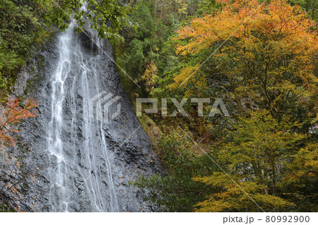 【京都府　琴滝と紅葉】　秋の景観　京都府船井郡京丹波町　秋イメージ 80992900