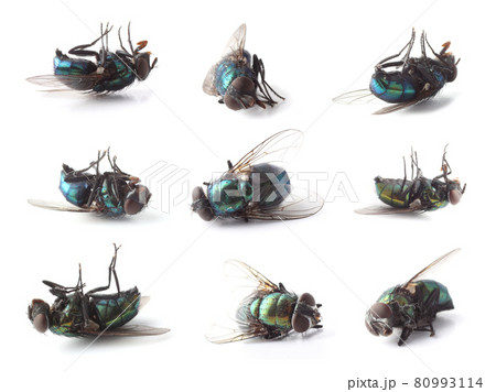 Dead flies isolated on white (Lucilia caesar) Dead flies isolated on white (Lucilia caesar) 80993114