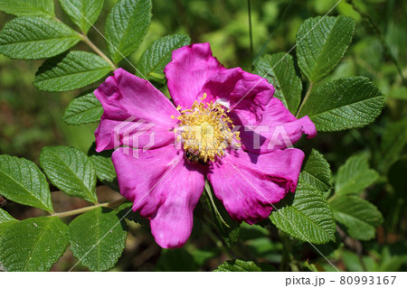 Dog rose flower (Rosa rugosa, beach rose, Japanese rose) Dog rose flower (Rosa rugosa, beach rose, Japanese rose) 80993167