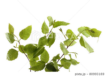 Birch branch with leaves isolated on white Birch branch with leaves isolated on white 80993169