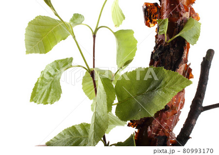 Birch stem and leaves 80993170