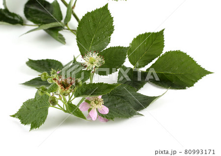 Blackberry branch with buds and flowers Blackberry branch with buds and flowers 80993171
