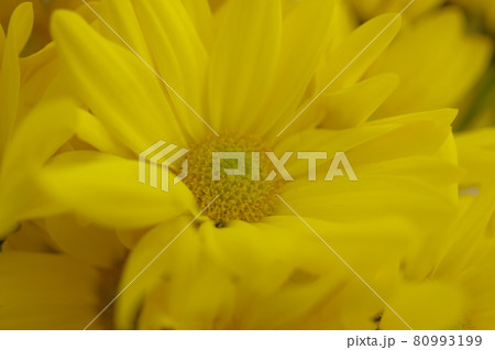 輝くような黄色い花弁の菊の花 80993199