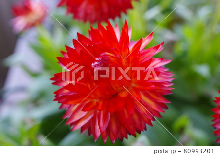 赤いとげとげした花弁の花 赤いとげとげした花弁の花 80993201