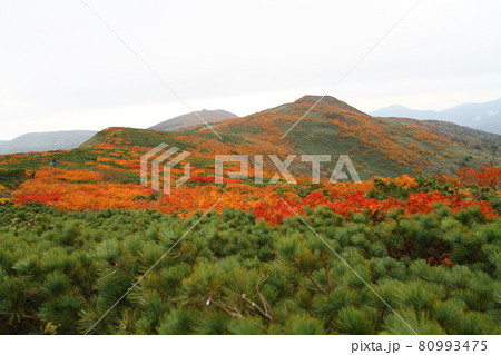三ツ石山 紅葉 三ツ石山 紅葉 80993475