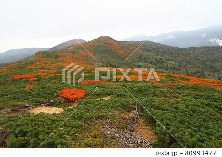 三ツ石山 紅葉 三ツ石山 紅葉 80993477