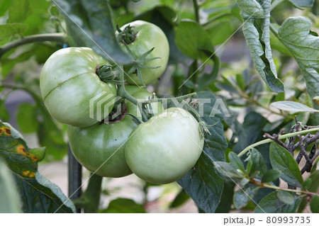 ミニトマト トマト 野菜 80993735