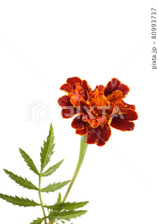 Growing marigold isolated on white 80993737