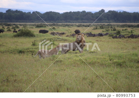 オスライオンとメスライオン オスライオンとメスライオン 80993753