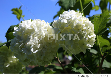 Buldenezh blossom. White flowers 80993823