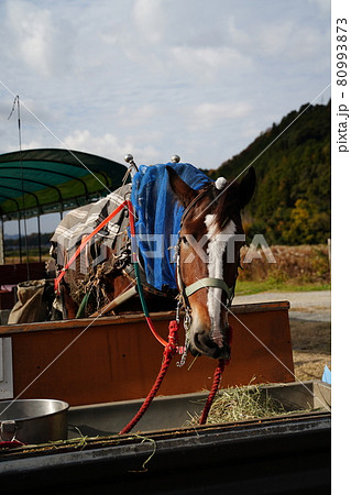 観光地の馬車 観光地の馬車 80993873