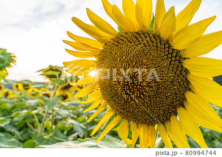 ひまわり 80994744