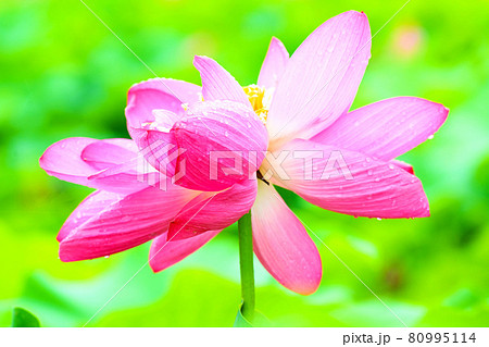 神秘的な美しさで人を魅了する ハスの花 の写真素材