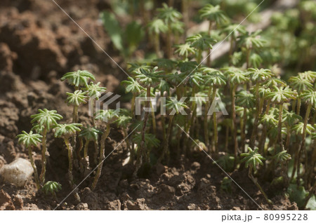 Marchantia polymorpha liverwort Marchantia polymorpha liverwort 80995228