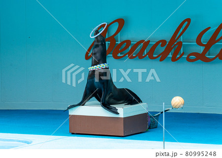 南知多ビーチランド　アシカショー 80995248