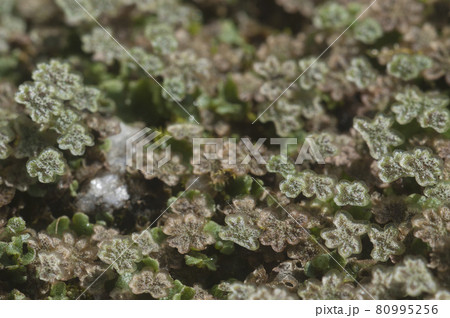 Marchantia polymorpha liverwort 80995256