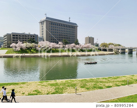 青空に映える満開の桜に彩られた春の乙川(愛知県岡崎市) 80995284