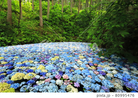 一関みちのくあじさい園2021 80995476