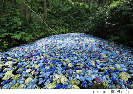 一関みちのくあじさい園2021 80995477