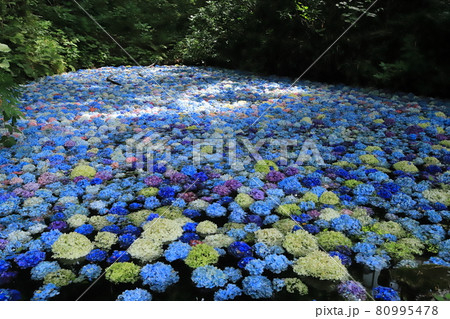 一関みちのくあじさい園2021 一関みちのくあじさい園2021 80995478