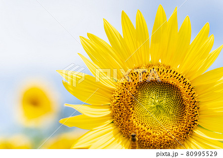 ひまわり ひまわり 80995529