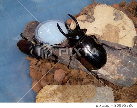 餌を狙うコーカサスオオカブトとカブトムシ 餌を狙うコーカサスオオカブトとカブトムシ 80995536