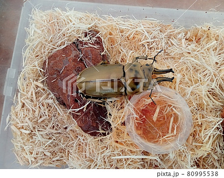 虫カゴのローゼンベルグオウゴンオニクワガタ 虫カゴのローゼンベルグオウゴンオニクワガタ 80995538