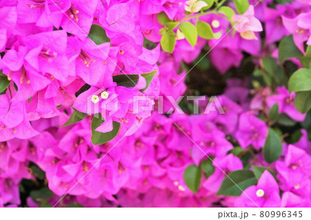 Pink Flower, Bougainvillea, Bougain Villea Pink Flower, Bougainvillea, Bougain Villea 80996345