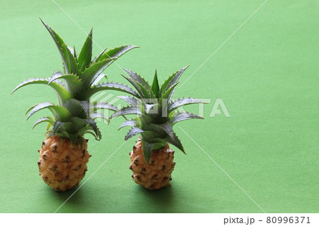 ミニパイン 80996371