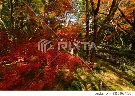 龍安寺の紅葉 龍安寺の紅葉 80996416