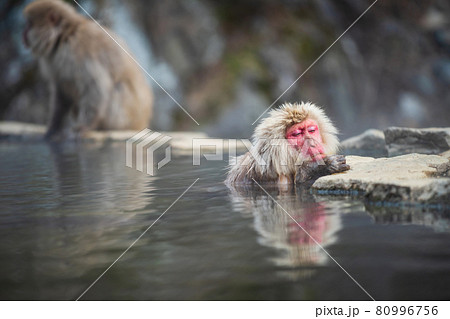 Snow monkey nap while bathing on hot spring 80996756