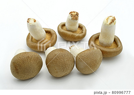 きのこ（大黒本しめじ） 80996777