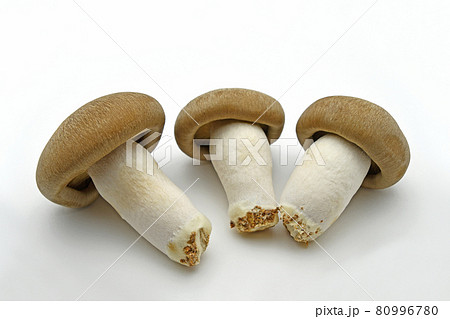 えりんぎ様確認用ページ えりんぎ様